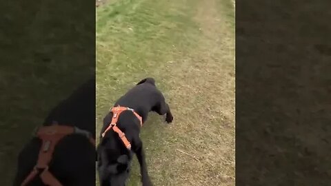 Dog Running Like Crazy #doglife #funnyvideo #viral