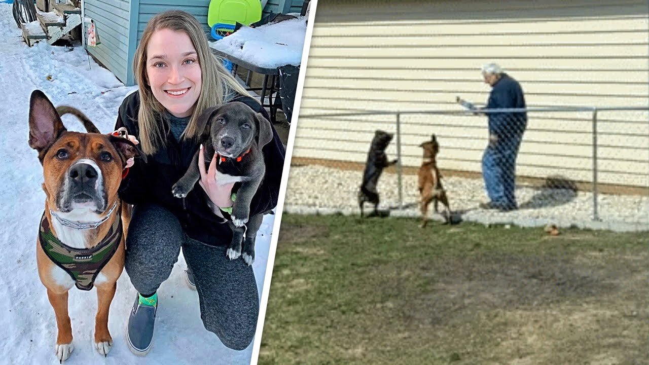 Woman's goofy dog is hopelessly obsessed with her elderly neighbor