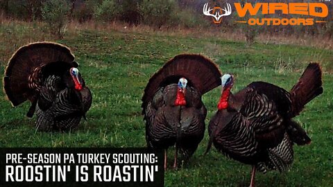 Pre-Season PA Turkey Scouting - Roostin' is Roastin'