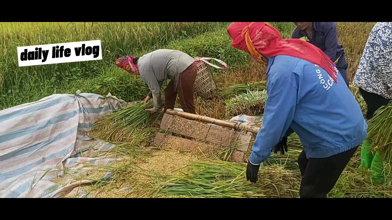 My countryside is harvesting rice | daily life vlog