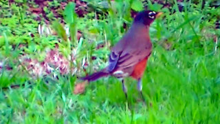 IECV NV #470 - 👀 American Robin In The Backyard🐦10-8-2017