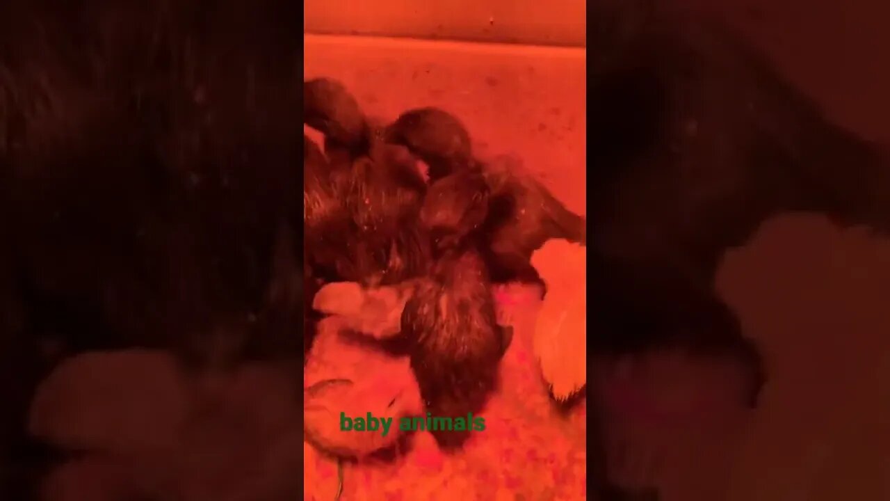#shopping #animals #homesteading #babyducks