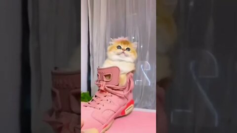 funny cat videos | cute cat videos| cute animals funny cats #shorts #shortsfunny #cutecat #funnycat