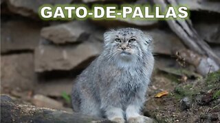 Garto de Pallas - Será que pode ser domesticado?