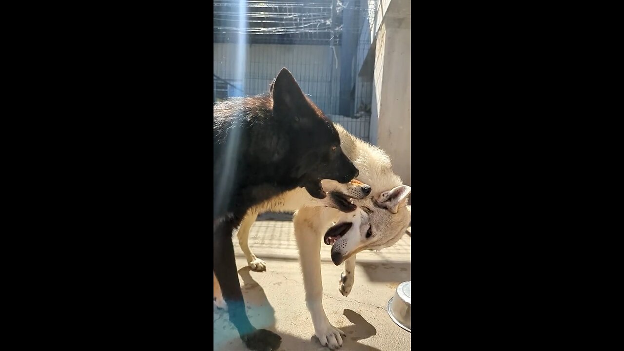 Wolf Beautifull