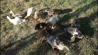 Muscovy cross Ducklings, on the grass 22nd December 2021