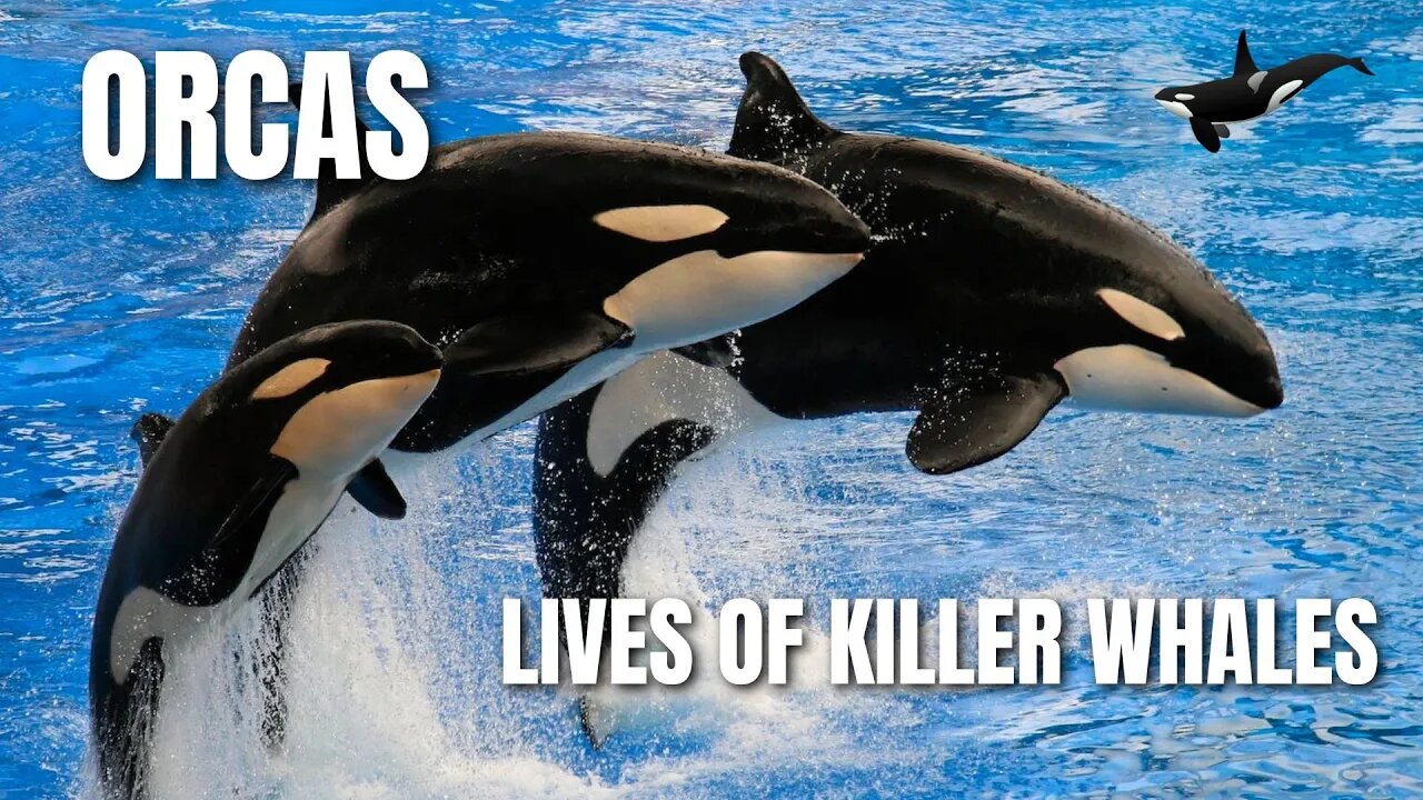 Orcas: The Lives of Killer Whales #education #world #nature #orca