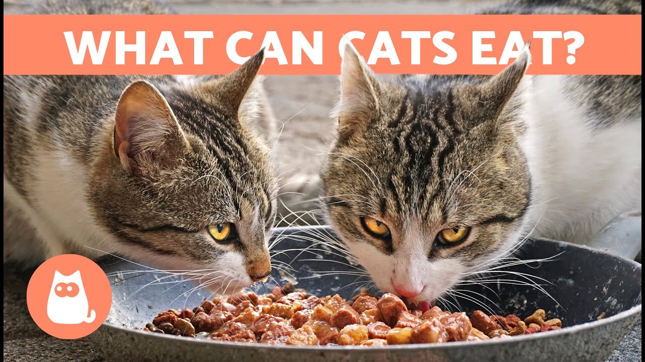 What Can New Born Cats Eats ? 😊 | VibesOfAnimals