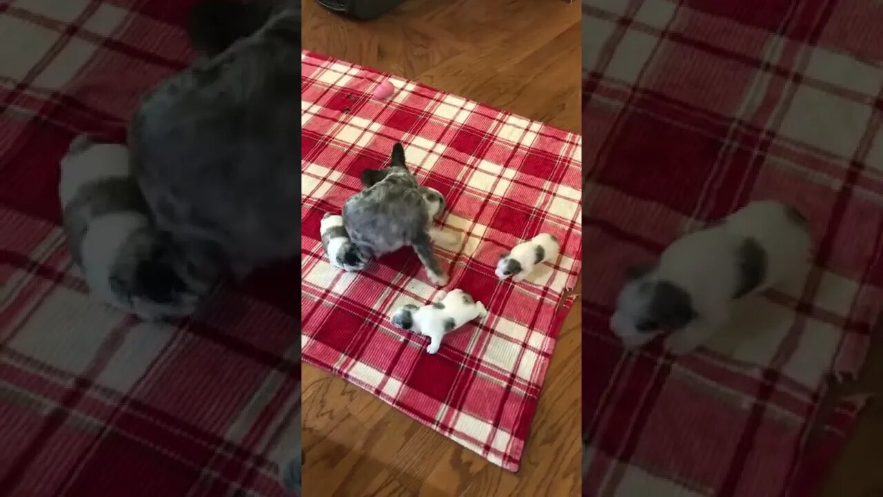 Oreo’s a good mom!