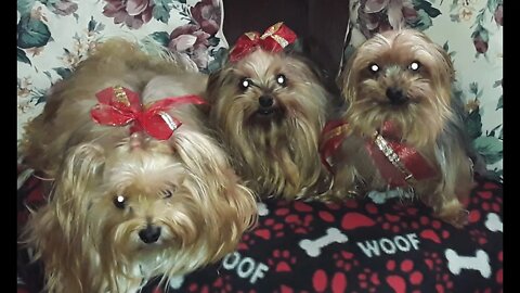 Blossom, Pansy and Harley ,We woke up and mommy was gone ! Where did mommy go ? :)