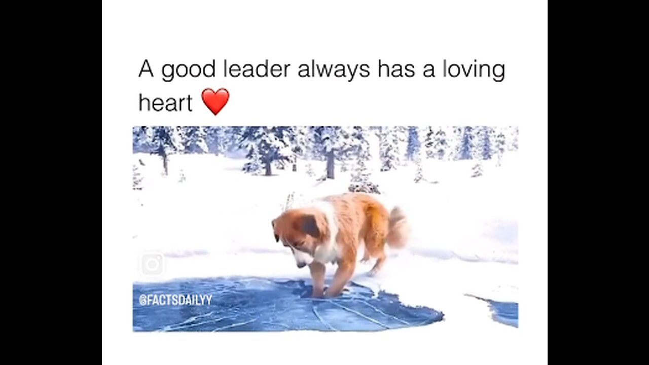 A Good #Leader has a Very #loving #Heart Ever.... kindhearted #dog