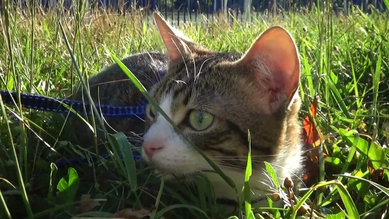 A Small Cat Sits in the Grass