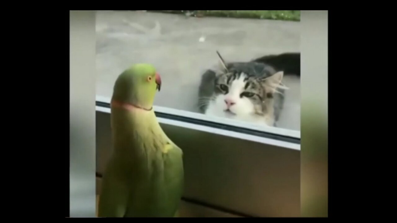 Best funniest animals video