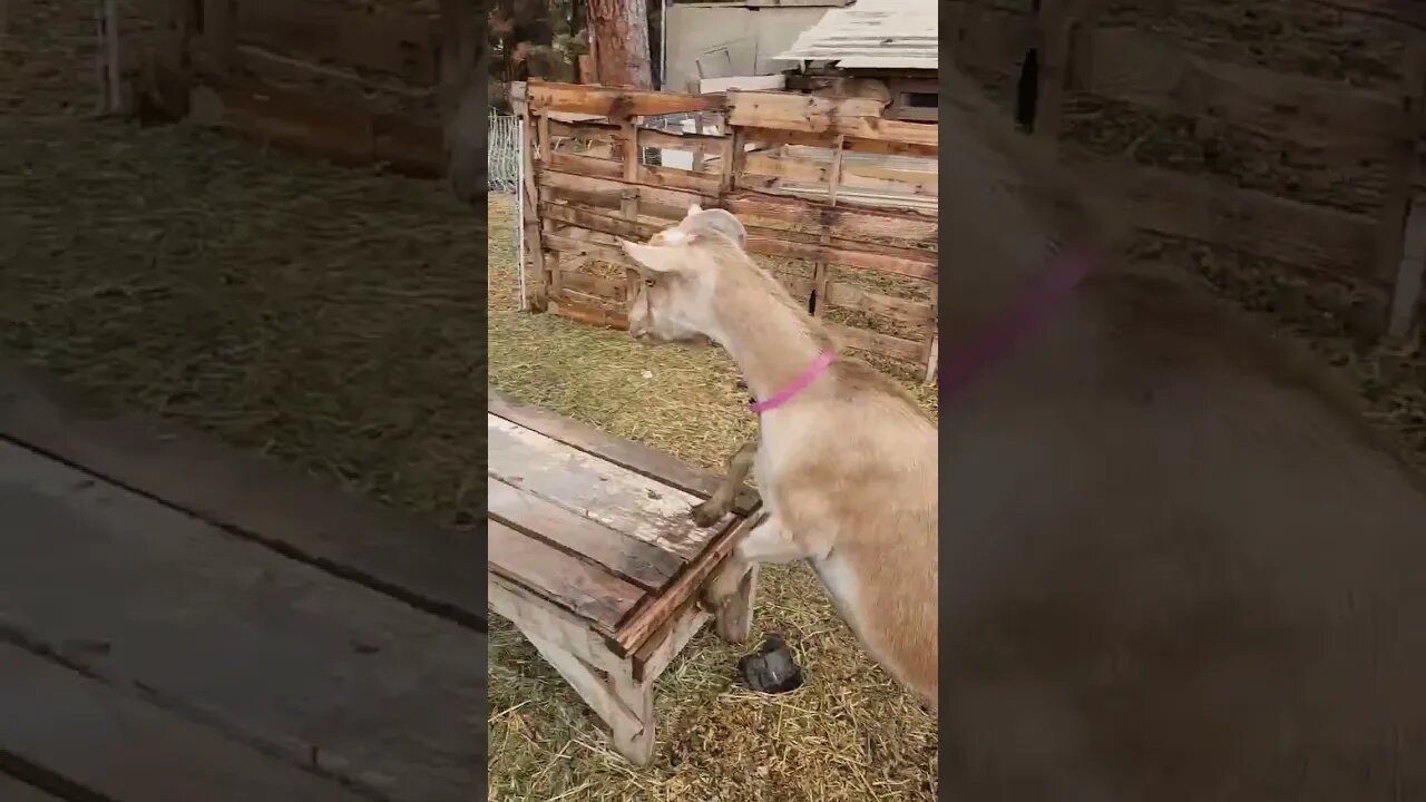 Chores in the Rain. #homestead #homesteading #goats #dairygoats #dairy #milk #farmgirl