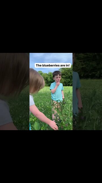 The blueberries are in! #shorts