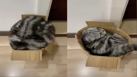 Try Not To Laugh Animals | Funniest Cat Videos In The World | Funny Animal Videos