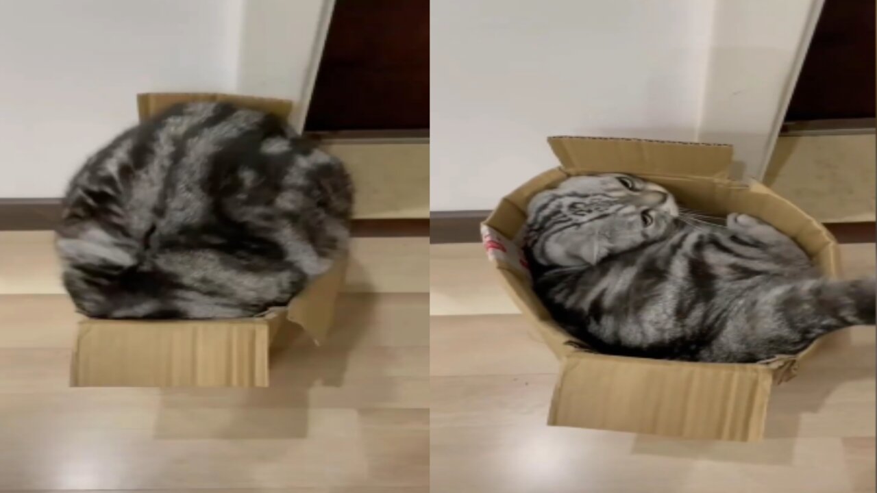 Try Not To Laugh Animals | Funniest Cat Videos In The World | Funny Animal Videos