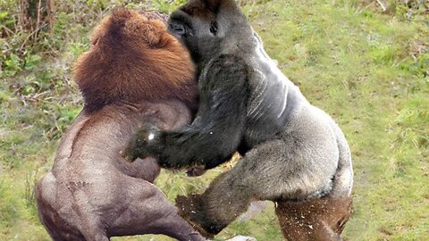 Great fight between ancient gorilla and Lion the king of Jungle.