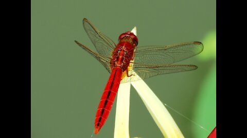 Red dragonfly