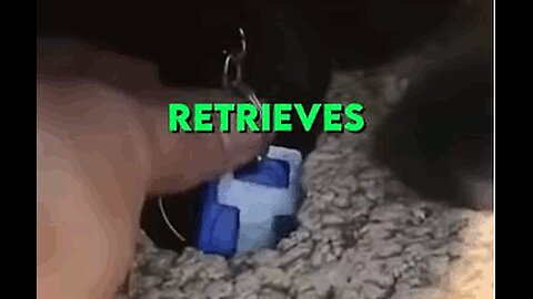 Neighbors Cat to the Rescue!