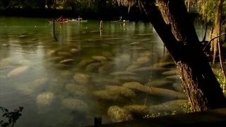 Manatee feeding program ends