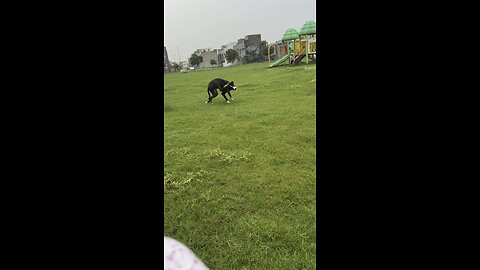 Dog is happily playing in the park | cute dogs | dogs videos | happy dogs | cute dog video