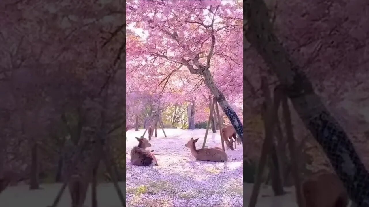 A group of deer resting under the cherry blossoms in Japan #shorts #cute #deer