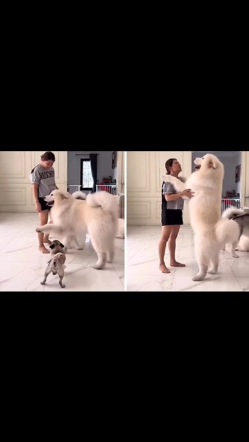 Giant Dog Gives Owner An Enormous Hug