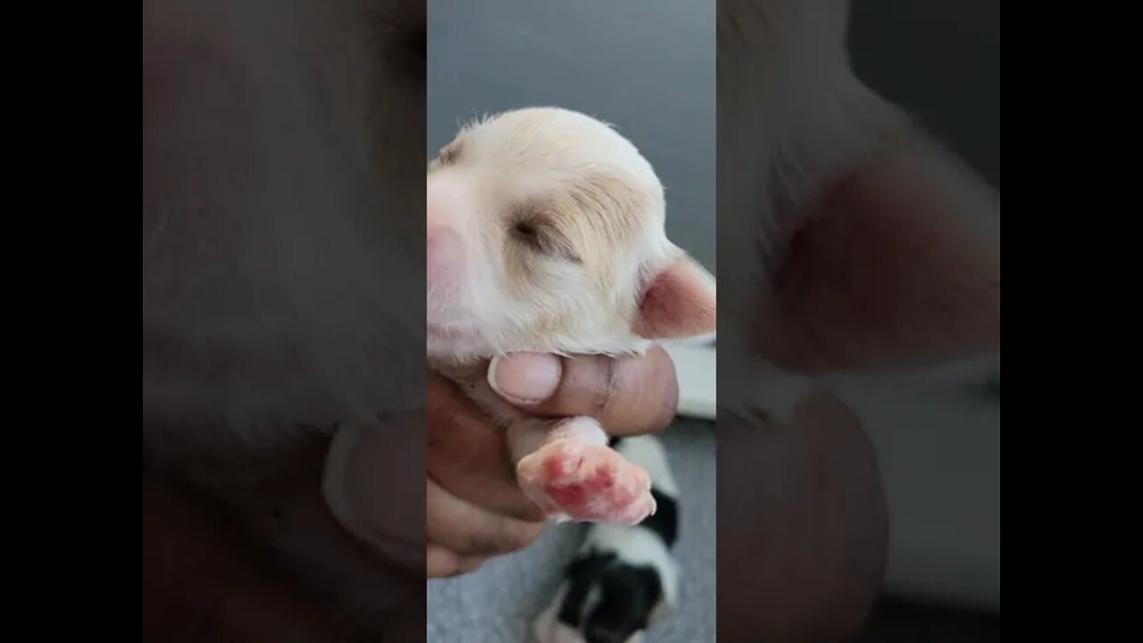 O Litter Day 14 (An Eye Opening Day)(1)