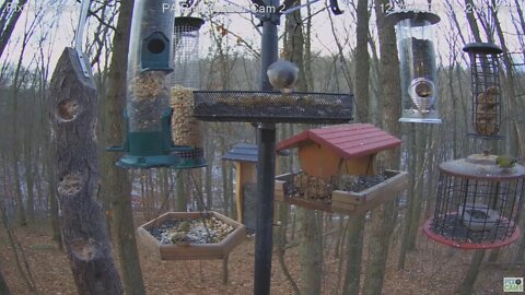 PA Bird Feeder 2 Titmouse holds nut with two feet 2020 12 30 742AM