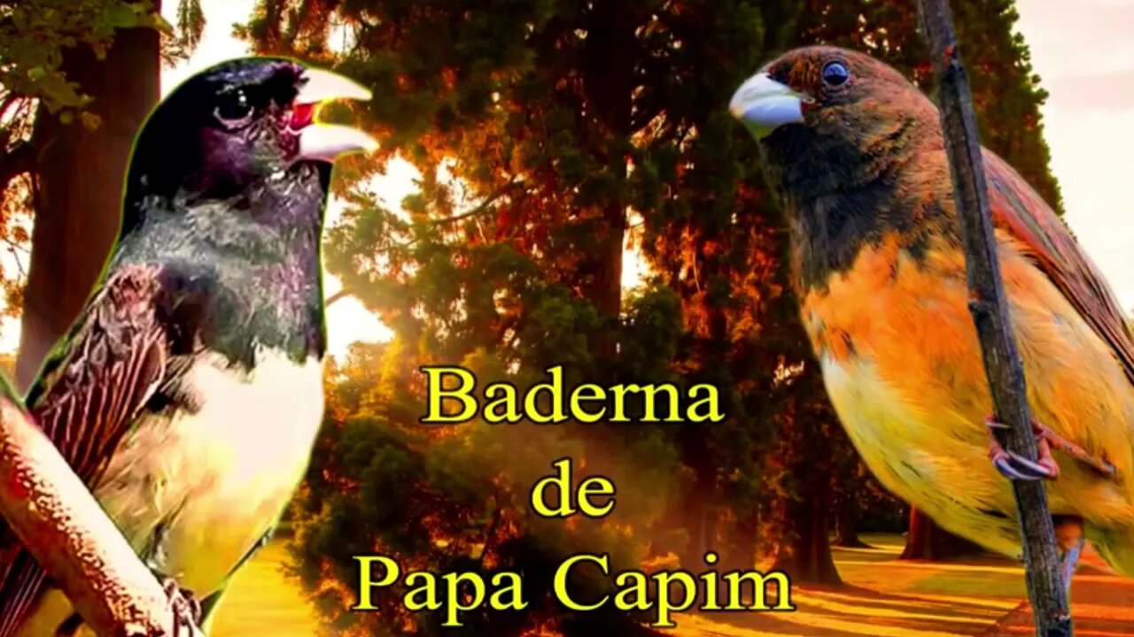 BADERNA DE PAPA CAPIM TUI TUI PRA ENCARTE