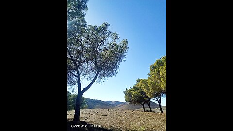 Inside green forest no animal just dryness and fear