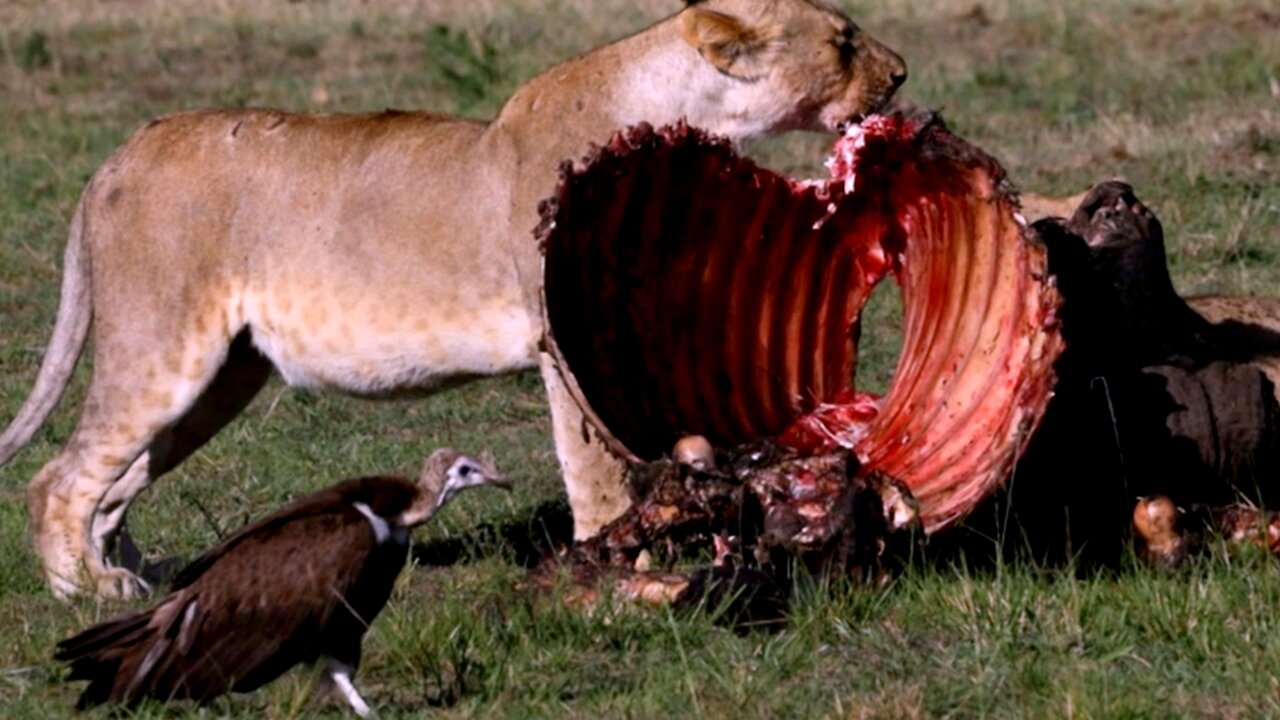 Cheeky vulture wisely gives gorging lionesses a wide berth