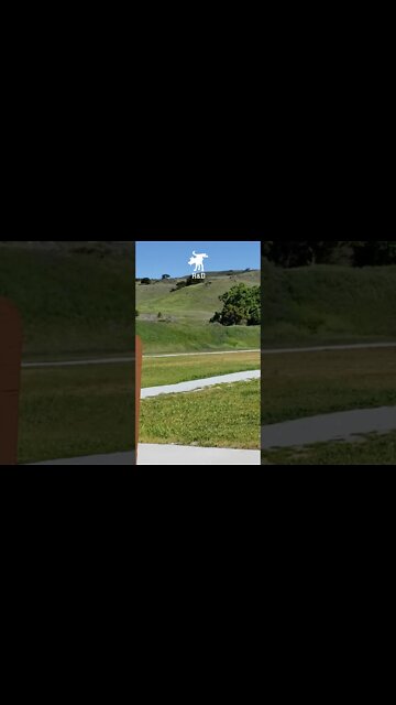 Bold Turkey at Gun Range #shorts