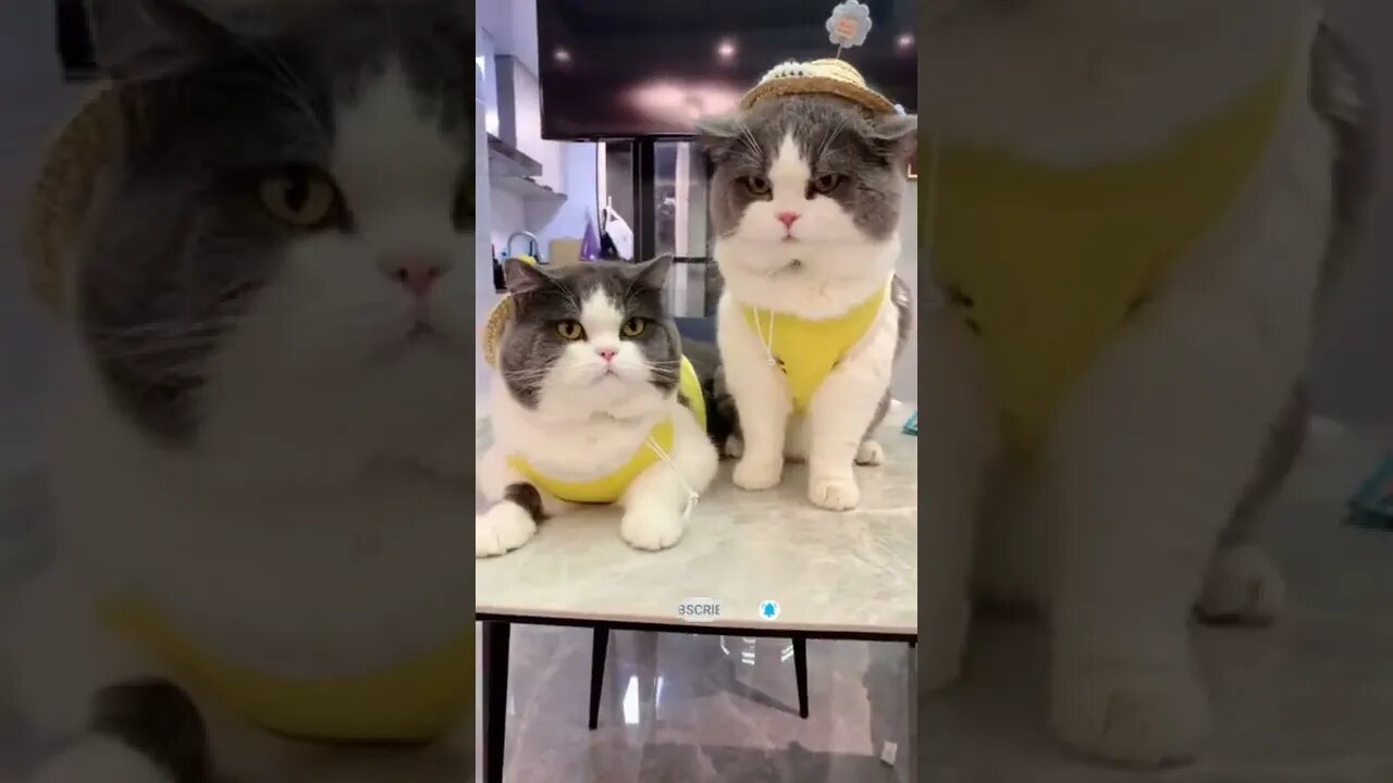 funny cat videos | cute cat videos| cute animals funny cats #shorts #shortsfunny #cutecat #funnycat