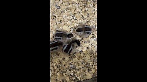 Chicks hatched April 3