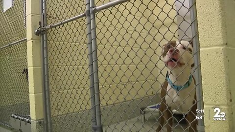 Baltimore County waives fees at shelter; adopt a dog for free