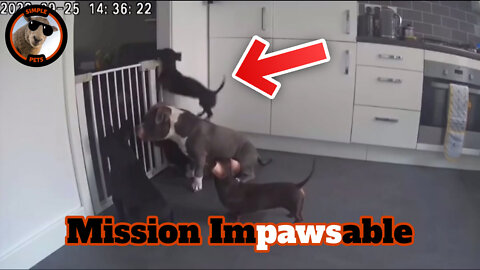 Mission Impawsable - Funny Dog Escape