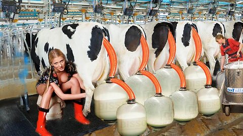 Farm Pretty Girl Dangerous Cow Hoof Trimming Tail Cutting Milking Cure Cows Feeding Farming