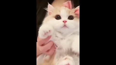 Cat video cute cat and kitten