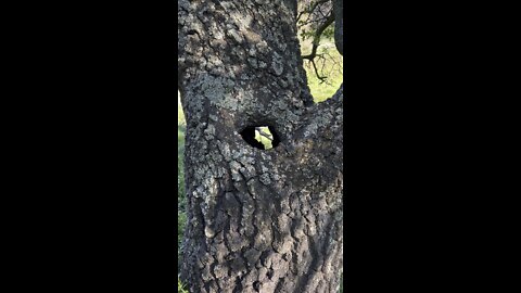 Looking Thru an Oak Tree