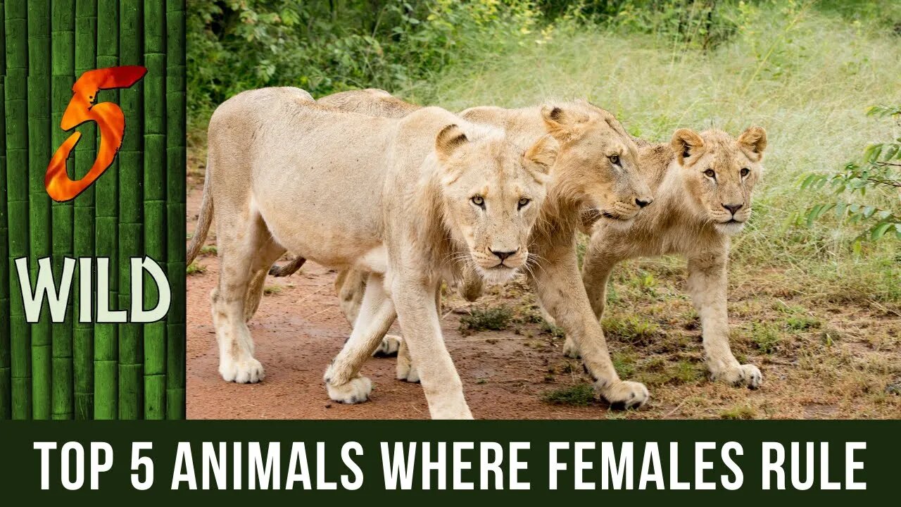 Top 5 Species Of Animals Where The Female Dominates | 5 WILD