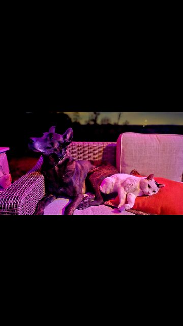 Barn cat Life. The chronicles of "Casper" the barn cat..