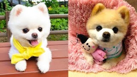 Cute dogs