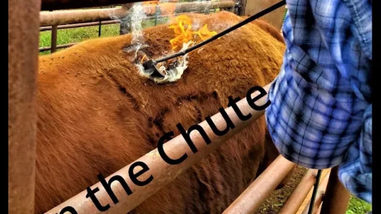 Ag Across the US (In the Chute - Round 14)