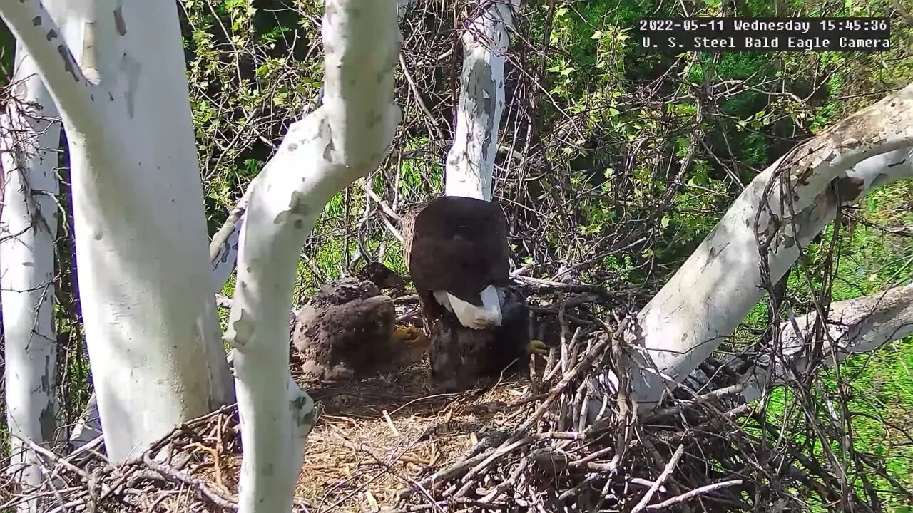 USS Eagles - Mom feeding