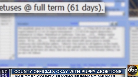 Maricopa County officials OK with shelter aborting unborn puppies