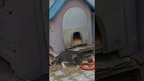 Cute Street Cats in Turkey
