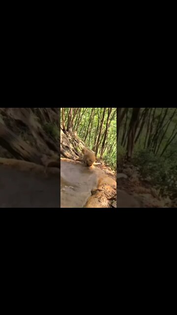 Esse não gosta de banho 🤣🤣🤣