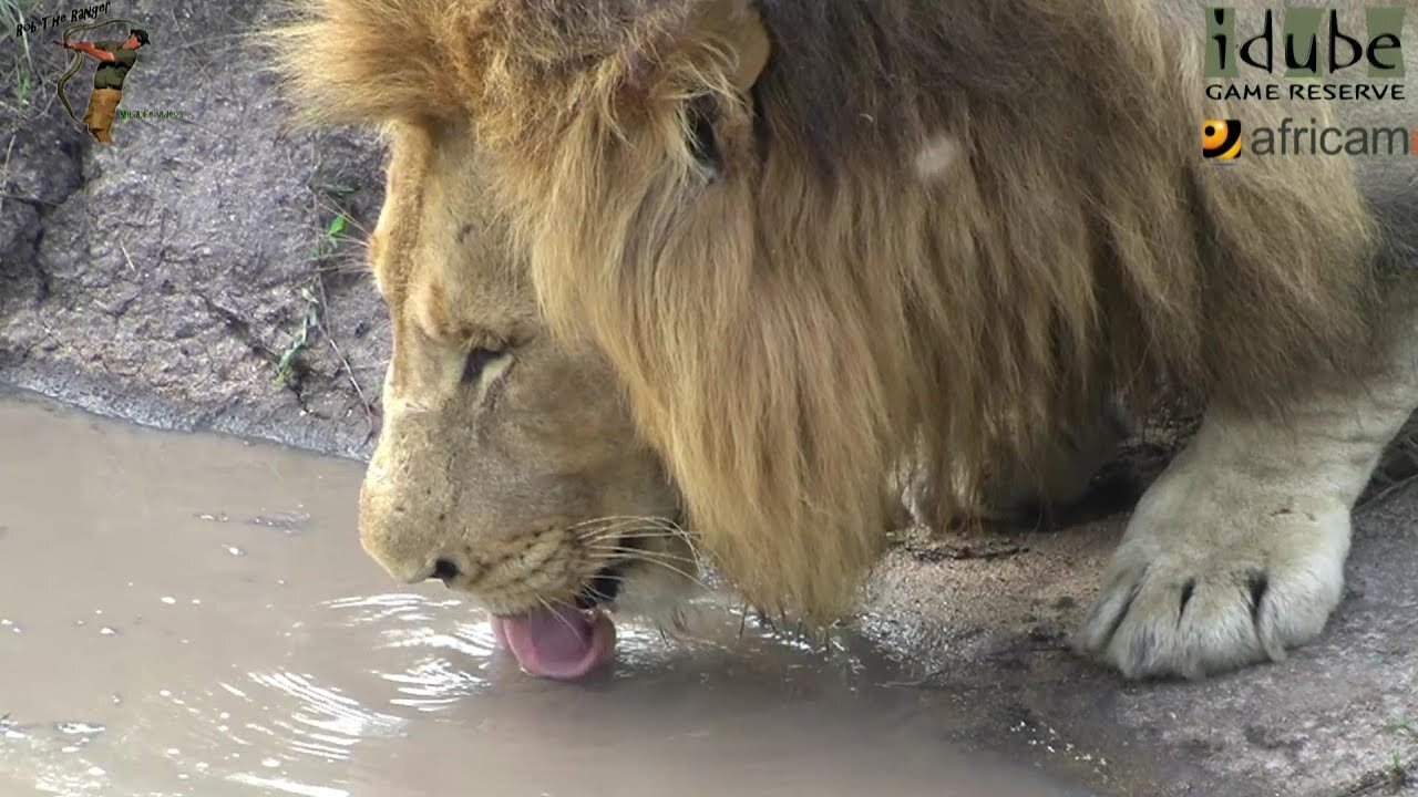 Huge Male Lion Drinking